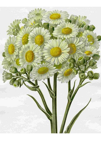 Fountain of Flowers 2 -  Set 06. 60 Pages to DOWNLOAD